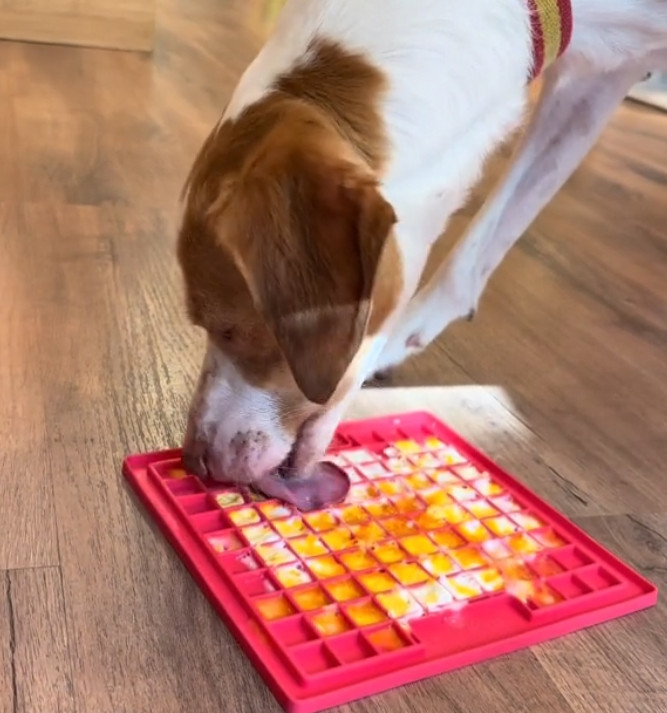 los perros pueden comer huevo patitasco